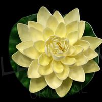 Lotus Natural Blanche