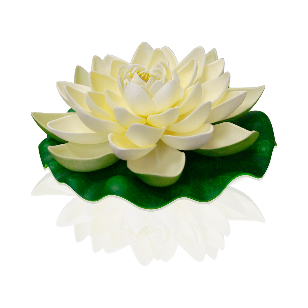 Lotus Natural Blanche